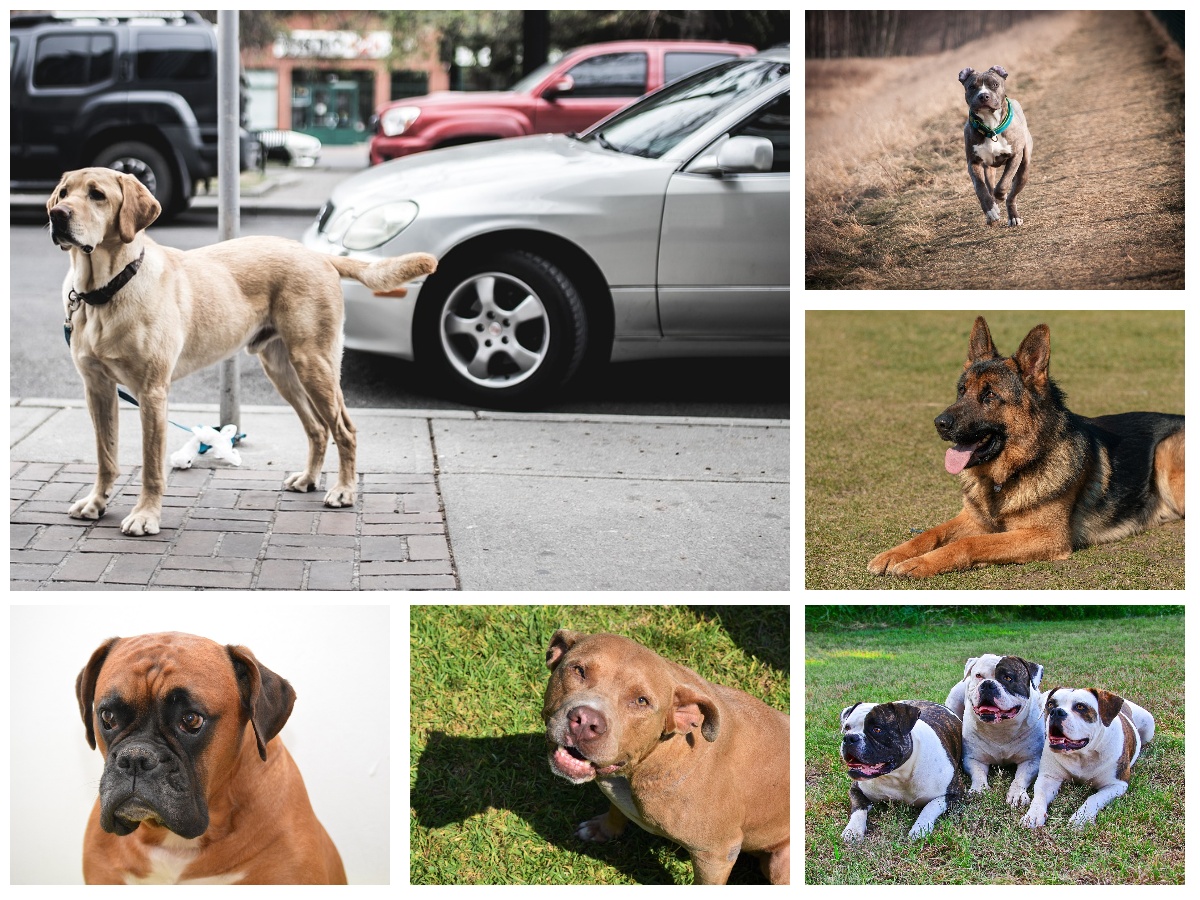 a collage of Large Dog Breeds That Usually End Up in Shelters